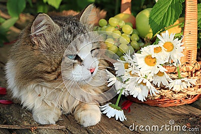 Happy sleeping country cat in daisies in summer on a wooden table. Stock Photo