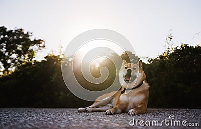 Happy smile dog close up rest on background sun light landscape, chilling shiba inu leisure on park, pet relaxing on nature Stock Photo