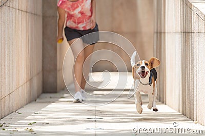 Happy smiley face beagle dog running and playing fetch jumping in the air with floppy ears and long tongue Stock Photo