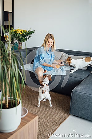 Happy smiling blond woman playing with two dogs Jack Russell terriers. Stock Photo