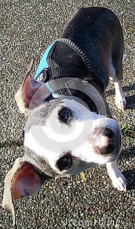 Happy Smiling Chester Buddy with head tilt, Chihuahua and Whippet mix male Dog Stock Photo