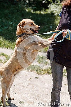Happy smiling dog leaning against owner, friendly mixed bred lab Stock Photo
