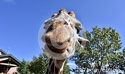 Happy and smiling giraffe at Cheyenne Mountain Zoo Editorial Stock Photo