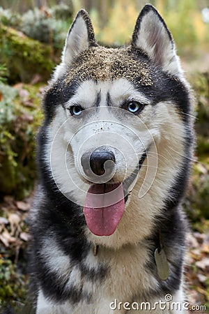 Happy smiling husky dog with tongue out of mouth. Blue-eyed playful siberian husky dog. Muzzle in sand and mud Stock Photo