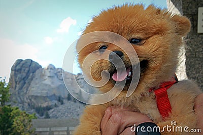 Happy Smiling Pomeranian Dog Mount Rushmore South Dakota Vacation Stock Photo