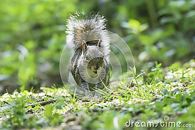 Happy squirel on forest floor. Stock Photo