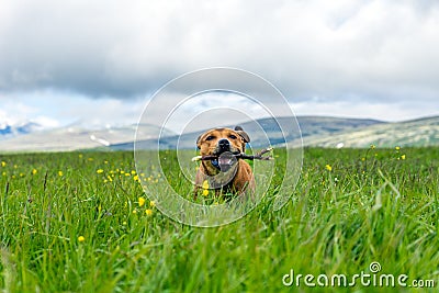 Happy Staffordshire bullterrier playing outdoors with stick in beautiful landscape environment during summertime. Stock Photo
