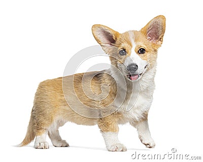 Happy standing and panting Puppy Welsh Corgi Pembroke looking at the camera, 14 Weeks old, isolated on white Stock Photo