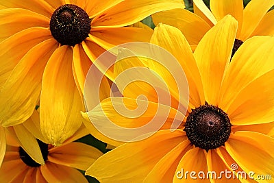 Happy sunshine yellow flowers Stock Photo
