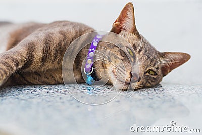 Happy tabby cat with a collar Stock Photo