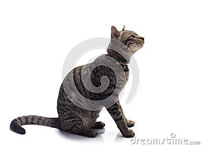 Happy tabby cat isolated on white background Stock Photo