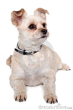 Happy terrier dog resting, taken on a white background Stock Photo