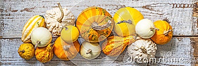 Happy Thanksgiving Banner. Selection of various pumpkins on old white wooden background. Autumn vegetables and seasonal decoration Stock Photo