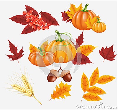 Happy Thanksgiving celebration background. Pumpkin, leaves, Rowan Berries, acorns. Vector Illustration