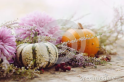 Happy Thanksgiving. Stylish pumpkins, purple dahlias flowers, heather on rustic old wooden background in light. Fall harvest rural Stock Photo