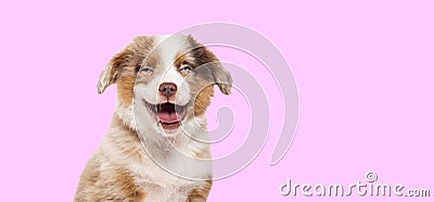 Happy three months old Puppy red merle Bastard dog cross with an australian shepherd and unknown breed isolated on pink background Stock Photo