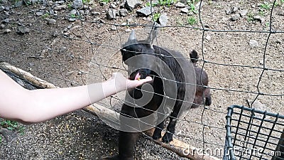 Happy to feed goats in a contact petting zoo Stock Photo