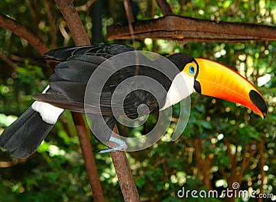 Happy toucan from the Birds Park, Foz do Iguazu Stock Photo