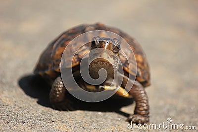 Happy turtle Stock Photo