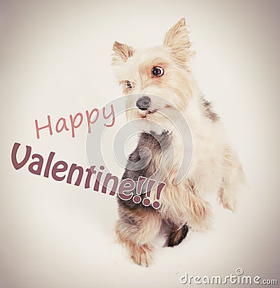 Happy valentine dog Stock Photo