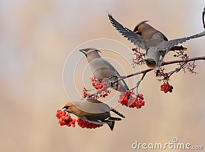 Happy Waxwings Stock Photo