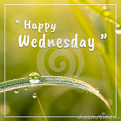 Happy wednesday words and dew on the grasson, On green background Stock Photo