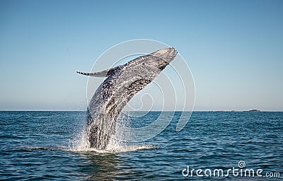 Happy whale breaching Stock Photo