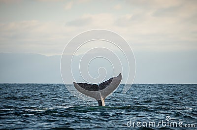 Happy whale tail Stock Photo