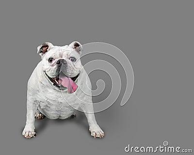 Happy White Bulldog Sitting with Gray Background Stock Photo