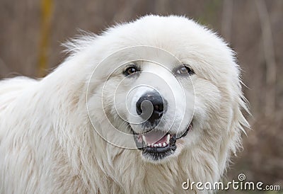 Happy white Great Pyrenees dog Stock Photo