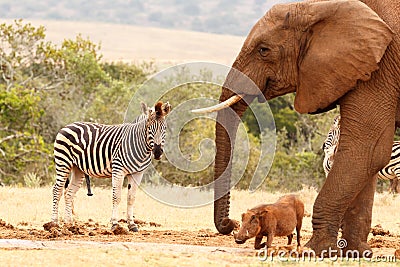 The happy wild animals Stock Photo