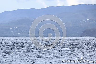 Happy wild pantropical spotted dolphin, Stenella attenuata, jumps free near a whale watching boat in the middle of the Pacific Stock Photo