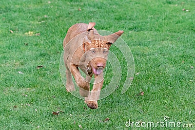 Happy wire haired Vizsla puppy Stock Photo