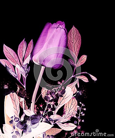 Happy women`s day banner with photo of Spring flowers bouquet of red tulip, bird-cherry tree flowers inverted, x-ray imitation Stock Photo