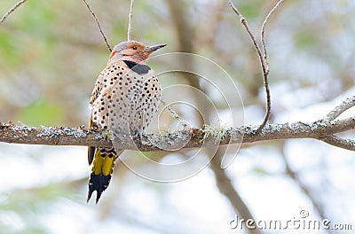 Happy yellow shafted flicker - Colaptes auratus on a springtime tree branch. Stock Photo