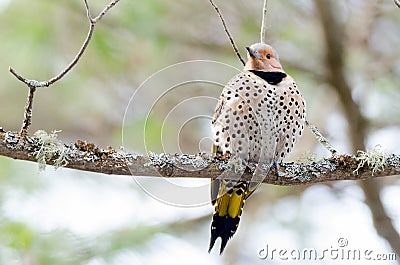 Happy yellow shafted flicker - Colaptes auratus on a springtime tree branch. Stock Photo