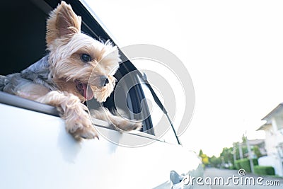A happy Yorkshire Terrier dog is hanging is tongue out of his m Stock Photo