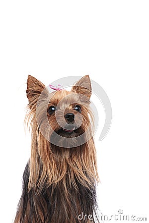 Happy yorkshire terrier female dog panting Stock Photo