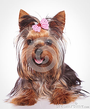 Happy yorkshire terrier puppy dog lye down Stock Photo