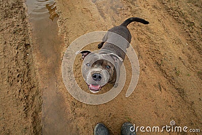 Happy young dog on rural road at countryside Stock Photo