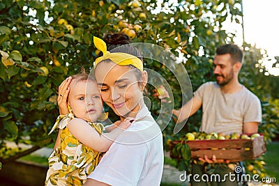 The happy young family during picking apples in a garden outdoors Stock Photo