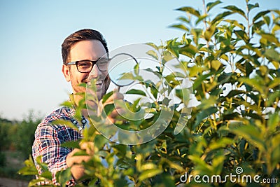 Happy young male agronomist or farmer inspecting young trees in a fruit orchard. Using magnifying glass, looking for parasites Stock Photo