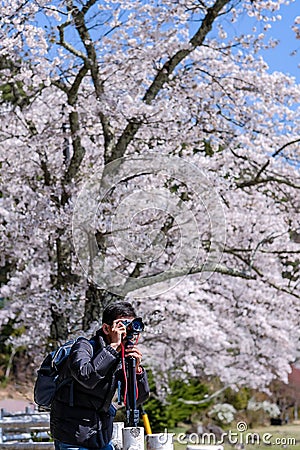 Happy Young man traveling take a photo with beautiful pink Cherry Blossom at Kawaguchiko lake, Yamanashi. Spring Season. landmark Stock Photo