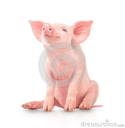 Happy young pig isolated on white background. Funny animals emotions Stock Photo