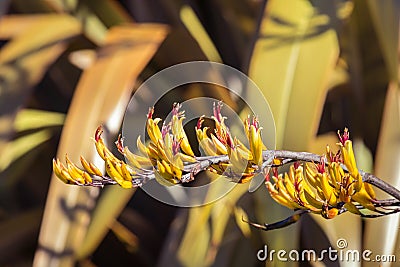 Harakeke - New Zealand flax yellow flowers in bloom with blurred background and copy space Stock Photo