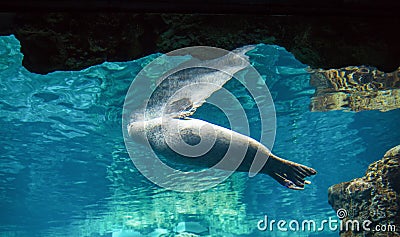 Harbor seal, phoca vitulina Stock Photo