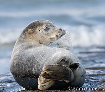 Harbor seal Stock Photo