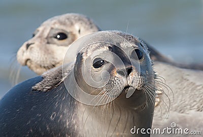 Harbor seal Stock Photo