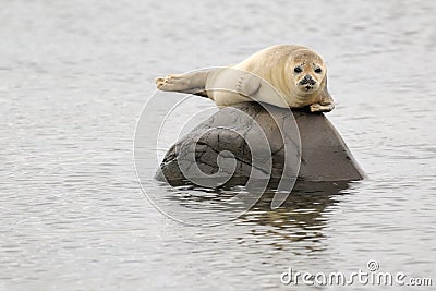 Harbor Seal Stock Photo