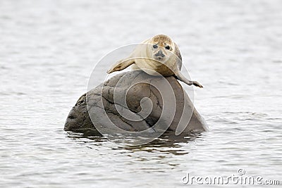 Harbor Seal Stock Photo